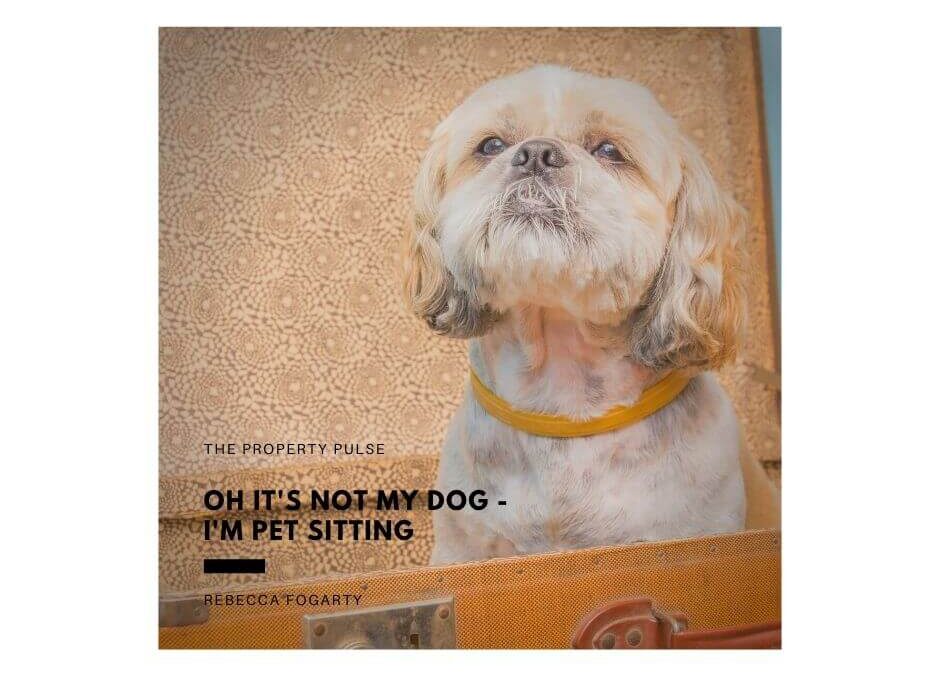 Oh it’s not my dog – I’m pet sitting